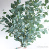 Eucalyptus Silver Dollar