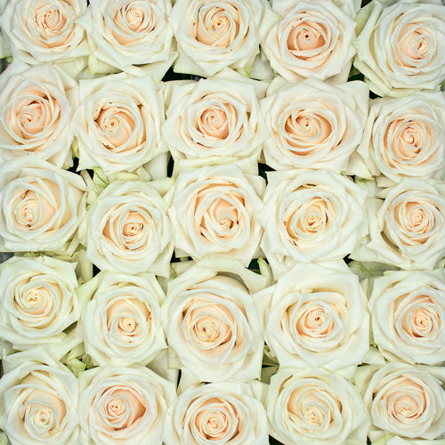 Buy Cream Dazzler Long Stem Roses – Rose Farmers