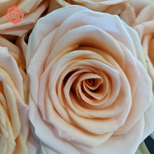 Cozy Peach Long Stem Roses