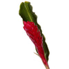 Red Alpinia Ginger