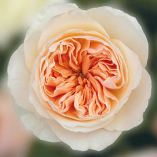 close up of a single juliet rose - Bouquet of Juliet roses with a distinctive full cupped rose with voluminous petals, that ombré beautifully from soft peach to warm apricot.
