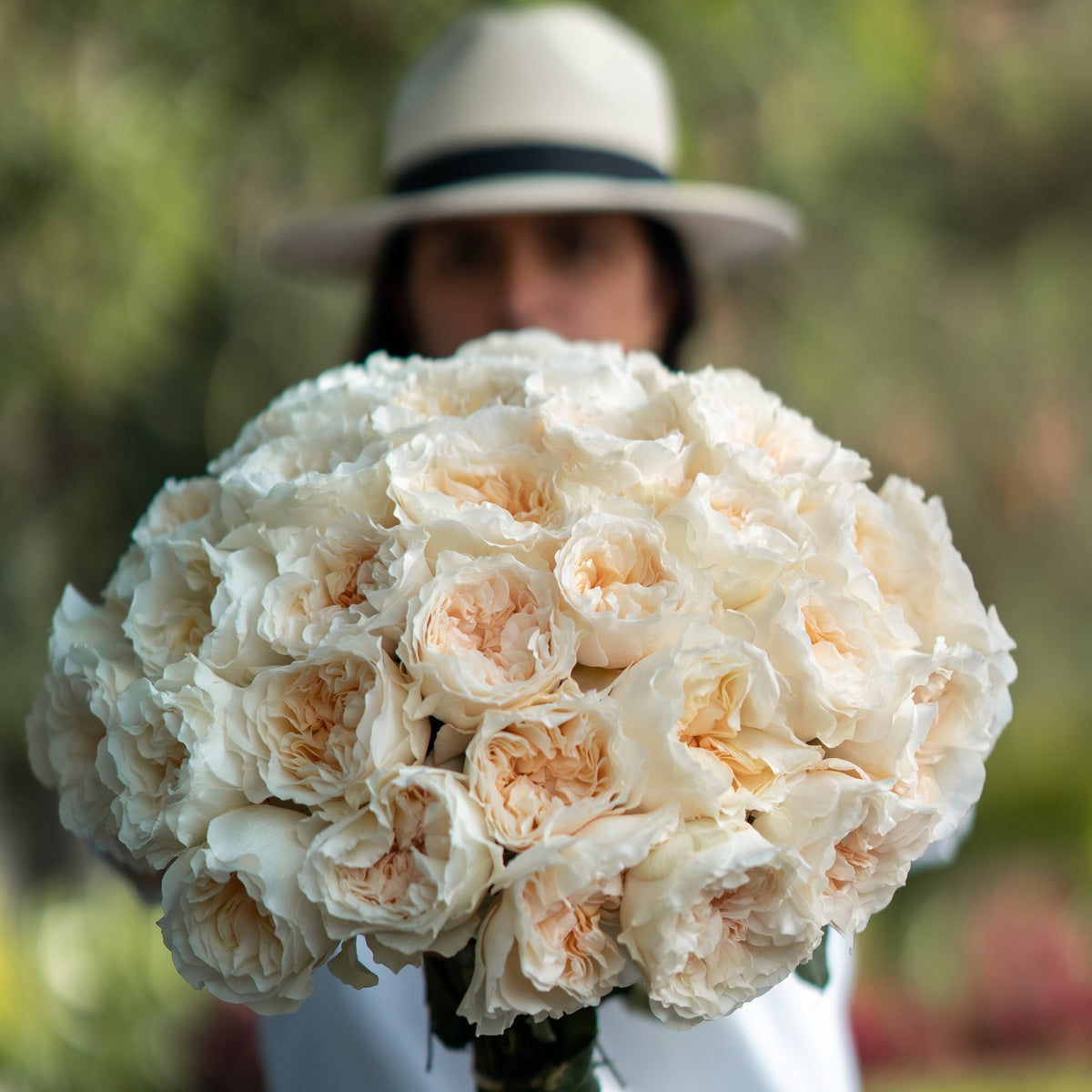 Jumbo Rose Stems Primrue Flowers/Leaves Color: White