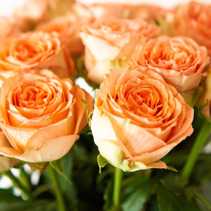 Close up of Bouquet of Orange Citrus Long Stem Roses