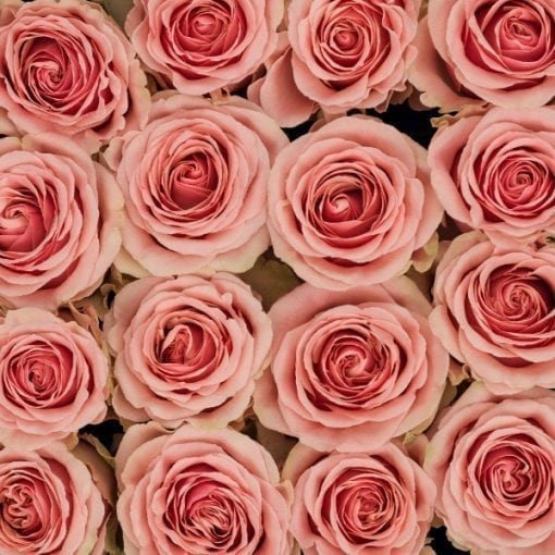 Buy Pink Bi-Color Eyecatcher Roses – Rose Farmers