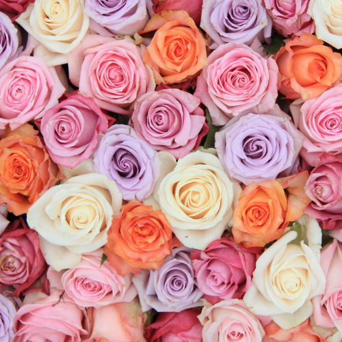Six Months of Roses
