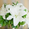 White Lilies