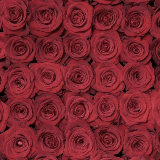 Red Roses