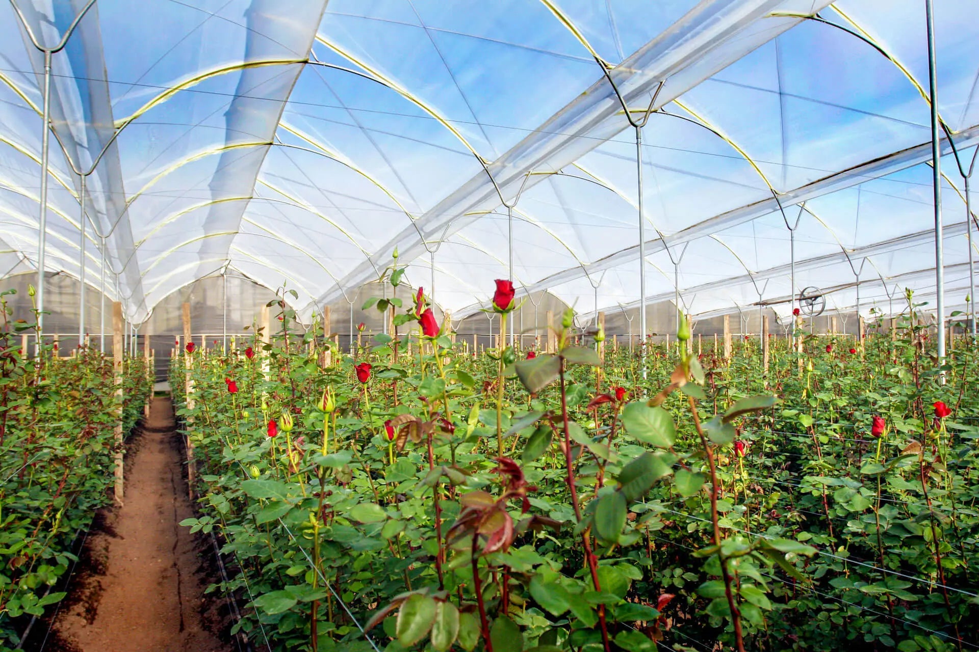 Red roses growing inside a sunlit greenhouse