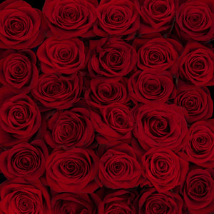 Red Romantic Long Stem Roses