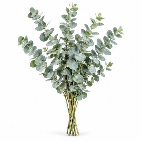 Eucalyptus Baby Blue Natural