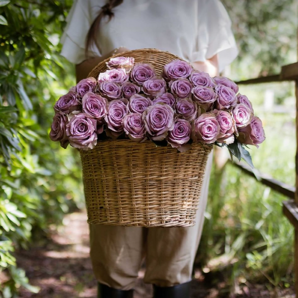 Roses Subscription – Rose Farmers