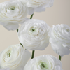 White Ranunculus