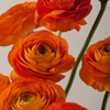 Orange Ranunculus