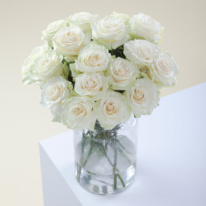 White Pure Long Stem Roses