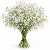 Baby's Breath
