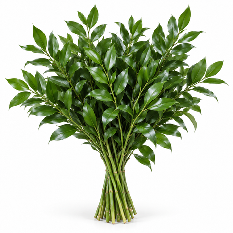 Ruscus Leaves