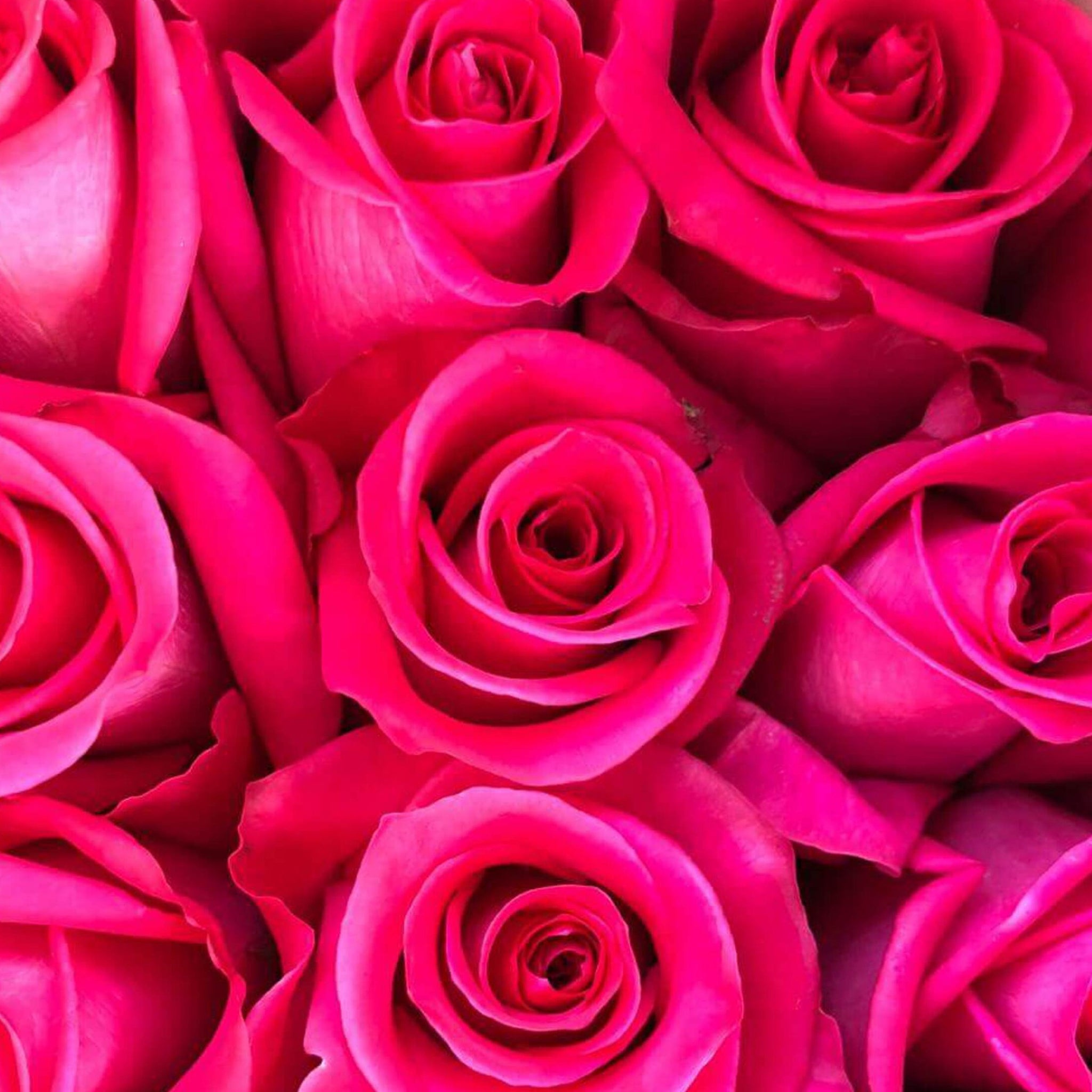 Pink Roses Stacked Buy Hot Pink Long Stem Roses – Rose Farmers