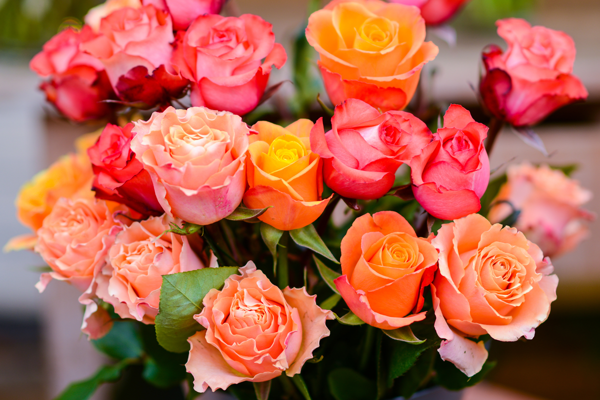 Farmer's Choice 24 Roses Plus Vase (Exclusive Bouquet) – Rose Farmers
