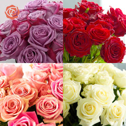 Close up of bi-color purple, red, bi-color pink, and cream roses