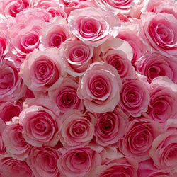 Pink Passion Long Stem Roses (Add On)