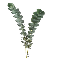 Eucalyptus Baby Blue Natural