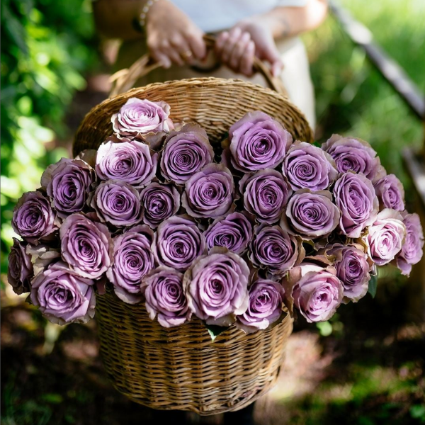 Purple Attraction Long Stem Roses