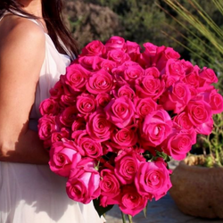 Hot Pink/Magenta Long Stem Roses
