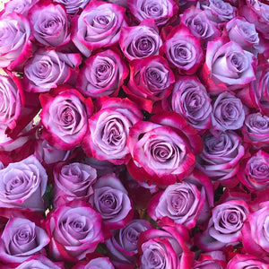 Stacked Magenta and Lavender Bi-Colored roses
