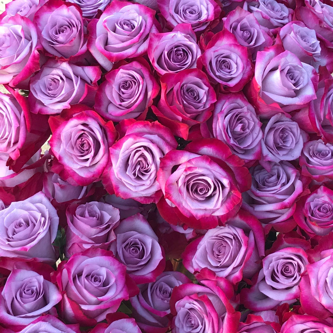 Stacked Roses Buy Purple Bi-Color Stunner Long Stem Roses – Rose Farmers