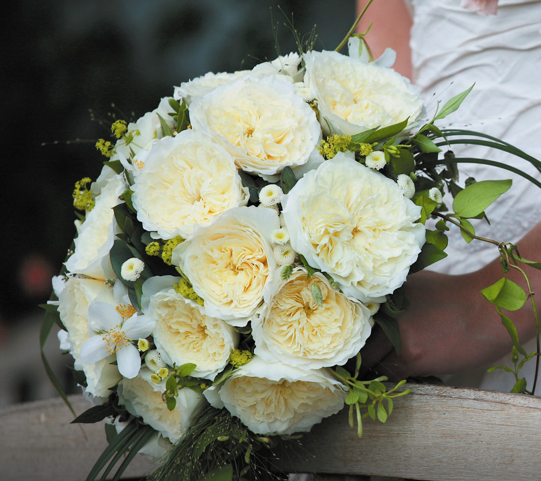 Bouquet of Patience roses with Charming milky buds ruffle out into ivory sculpted cups of delicate, lace-like petals revealing a creamy colored centre with just a hint of pale, buttery yellow.