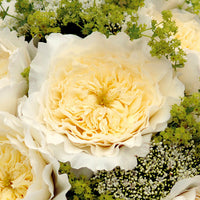 Patience by David Austin Roses (Add On)