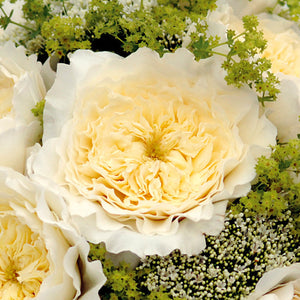 close up of Patience roses with Charming milky buds ruffle out into ivory sculpted cups of delicate, lace-like petals revealing a creamy colored centre with just a hint of pale, buttery yellow.