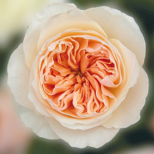 close up of a single juliet rose - Bouquet of Juliet roses with a distinctive full cupped rose with voluminous petals, that ombré beautifully from soft peach to warm apricot.