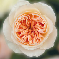 Juliet by David Austin Roses (Add On)