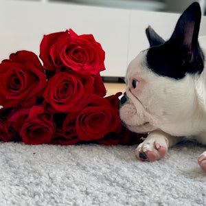 5 red roses being sniffed by a black and white French Bulldog