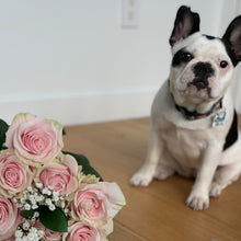 dog in background with bouquet of pink bi colored roses with ruffled edges and light pink cream tones with darker pink on the outer petals 
