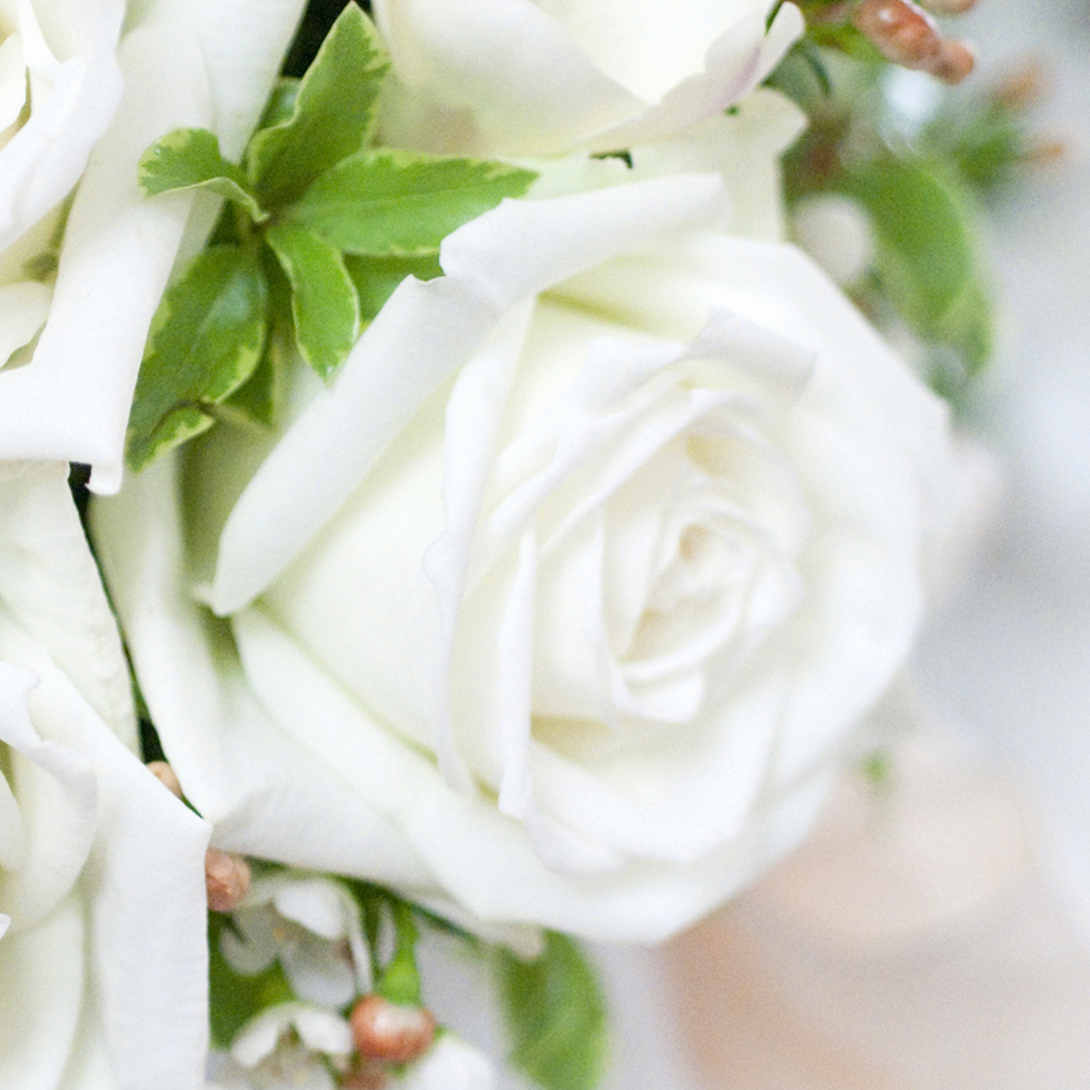 Solid White Roses Buy White Pure Roses – Rose Farmers