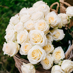 White Pure Long Stem Roses