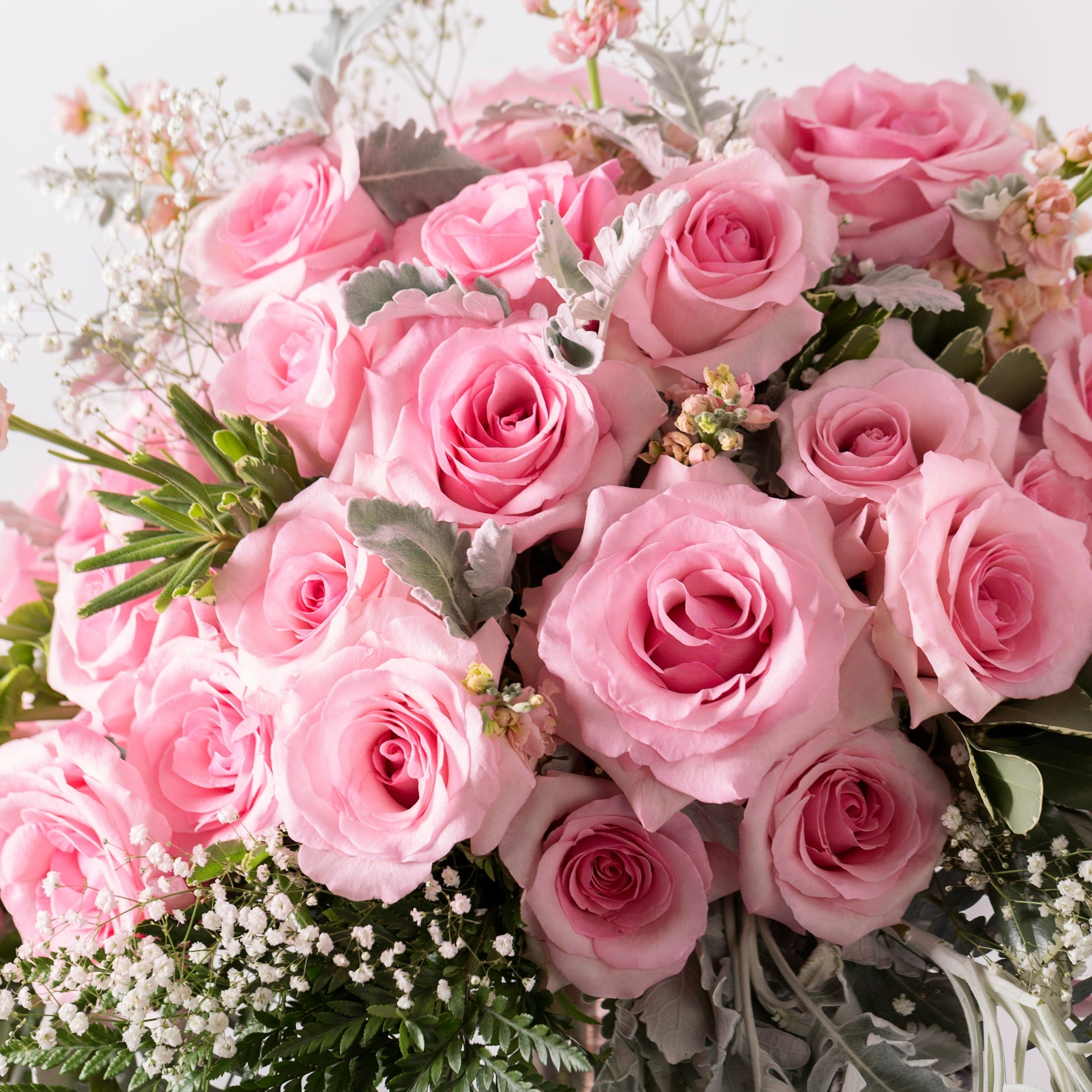 Dj Beautiful Roses Most Beautiful Images Of Pink Roses