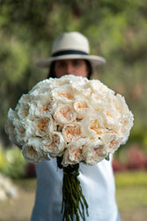 White Pure Long Stem Roses