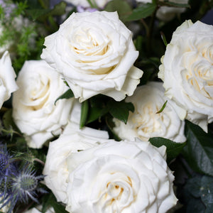 White Pure Long Stem Roses