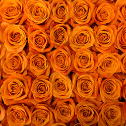 Orange Citrus Long Stem Roses