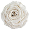 Preserved White Rose