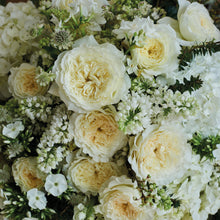 Patience roses with Charming milky buds ruffle out into ivory sculpted cups of delicate, lace-like petals revealing a creamy colored centre with just a hint of pale, buttery yellow.

