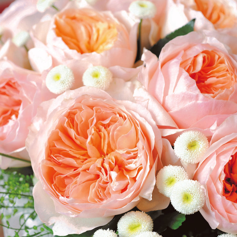 Juliet by David Austin Roses (Add On)