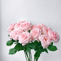 Pink Passion Long Stem Roses