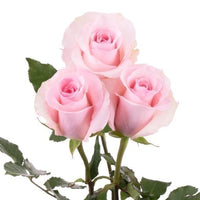 Pink Passion Long Stem Roses