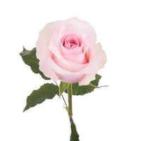 Pink Passion Long Stem Roses