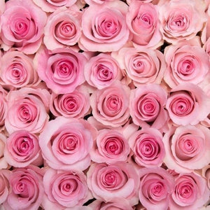 Pink passion roses with buds filled with a full flower of gentle, powdery pink petals
