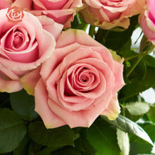 close up of pink bi colored roses with ruffled edges and light pink cream tones with darker pink on the outer petals 
